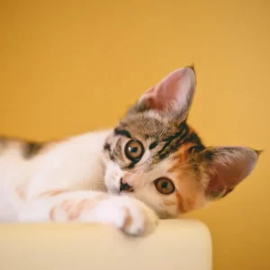 Dia Mundial do Gato (17): tecnologia está revolucionando os cuidados com a saúde dos felinos