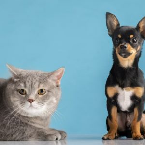 5 motivos para contratar um plano de saúde pet