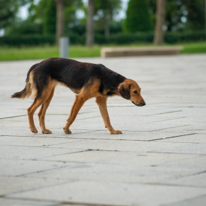 Por que as pessoas abandonam os vira-latas?