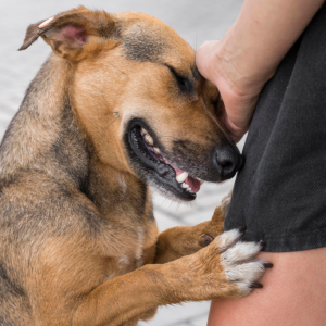 03 formas de diminuir o número de abandono de cães