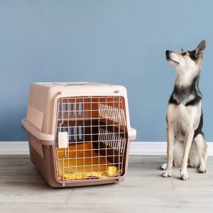 3 dicas para receber o cão em casa após adoção