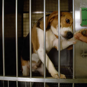 Governo proíbe uso de animais em testes de cosméticos