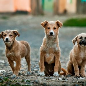 Elanco lança aplicativo para incentivar a adoção de cães