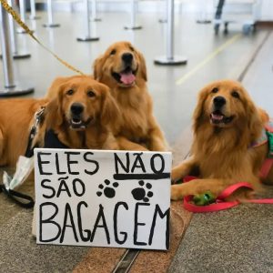 Comissão Avalia Regras para Transporte Aéreo de Pets no Brasil