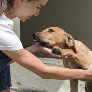 Médica veterinária dá dicas de cuidados ao adotar um animal de estimação