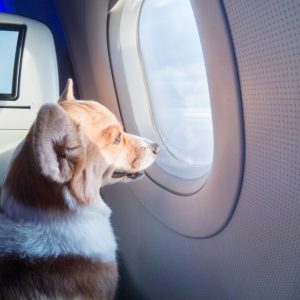 Viajando com cães e gatos: dicas para deslocamento seguro com animais de estimação