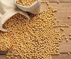 Soja e trigo: confira as cotações de preço para esta quarta-feira (29)