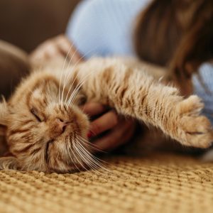 Quando os gatos deixaram de ser selvagens e passaram a ser companheiros dos humanos