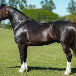 Remate Santa Angélica e Estribillo encerra com liquidez e média acima de R$ 20 mil