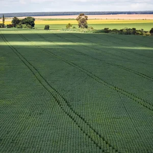 Senado aprova plano para fabricação de fertilizantes no Brasil