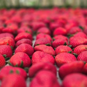 Festa de Flores e Morangos realiza 44ª edição em Atibaia