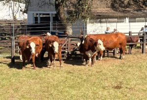 Expofeira de Bagé define campeões e abre temporada de primavera da ABHB