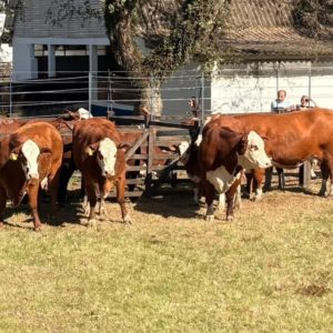 Expofeira de Bagé define campeões e abre temporada de primavera da ABHB