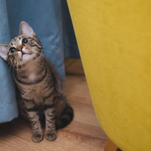 Veterinário online: quando buscar atendimento para o pet