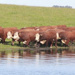 Wolf leva destaque genético à Farm Show após liderança em cinco índices da Delta G