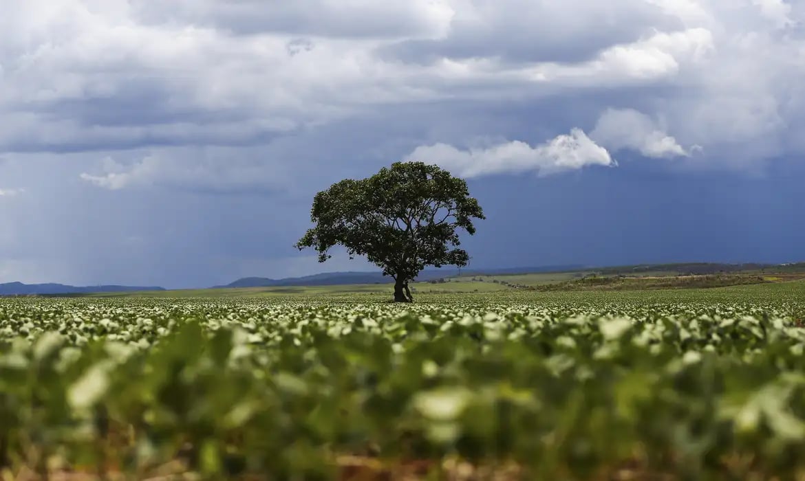 Crédito rural: Região Sul lidera liberação de recursos e Nordeste registra maior valor médio na safra 2026/2027