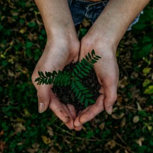 Future Climate abre a conta de restaurar 12 mil hectares