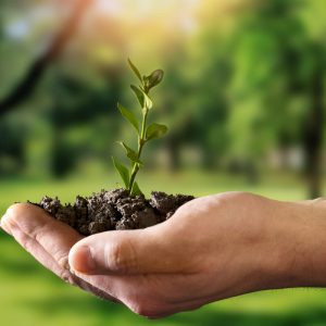Restauração produtiva remunera o produtor antes do carbono