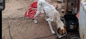 Prisão em flagrante por crime “Maus tratos contra animais” em Santana do Livramento