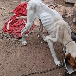 Prisão em flagrante por crime “Maus tratos contra animais” em Santana do Livramento