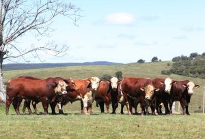 Primavera exige controle de parasitas adaptado à realidade de cada fazenda