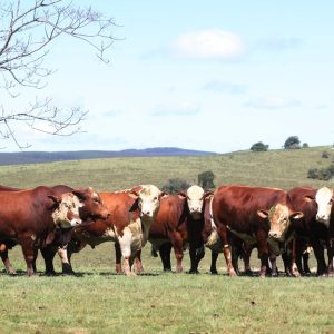 Primavera exige controle de parasitas adaptado à realidade de cada fazenda