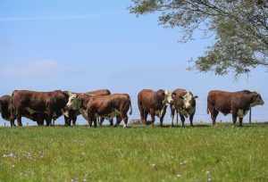 Remate Genética da Campanha destaca cinco raças na Farm Show