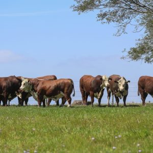 Remate Genética da Campanha destaca cinco raças na Farm Show