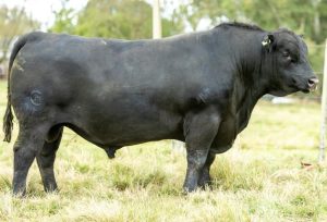 Agropecuária Quiri oferta 35 touros Angus durante a Farm Show