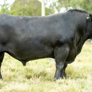 Agropecuária Quiri oferta 35 touros Angus durante a Farm Show