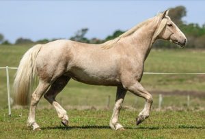 Cavalos domados para lida de campo ganham espaço em remate na Farm Show