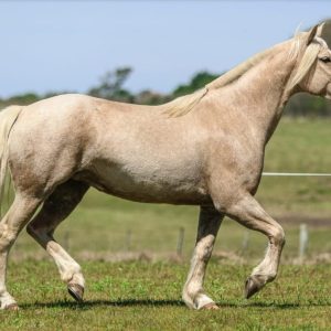 Cavalos domados para lida de campo ganham espaço em remate na Farm Show