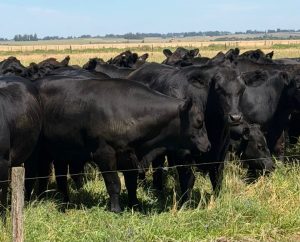 Angus é escolha de qualidade e valorização em sistema sustentável
