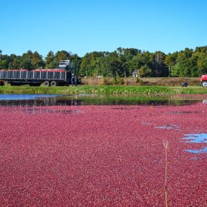 Começa a colheita dos cranberries nos Estados Unidos