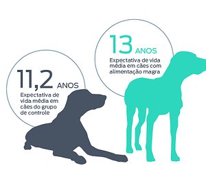 25 anos depois, estudo histórico de longevidade da Purina continua orientando conversas sobre peso saudável em cães