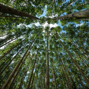 FEPAM concede Licença Prévia ao Projeto Natureza da CMPC