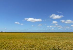 Execução de crédito rural exige revisão da dívida e defesa no prazo legal