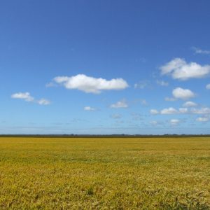 Execução de crédito rural exige revisão da dívida e defesa no prazo legal