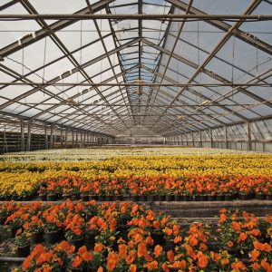 IA transforma o varejo de flores e otimiza operações