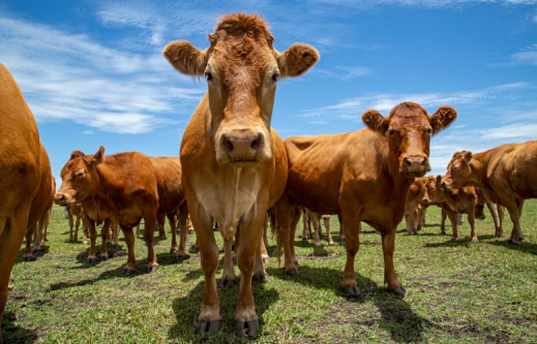 Beef cattle standing in a field