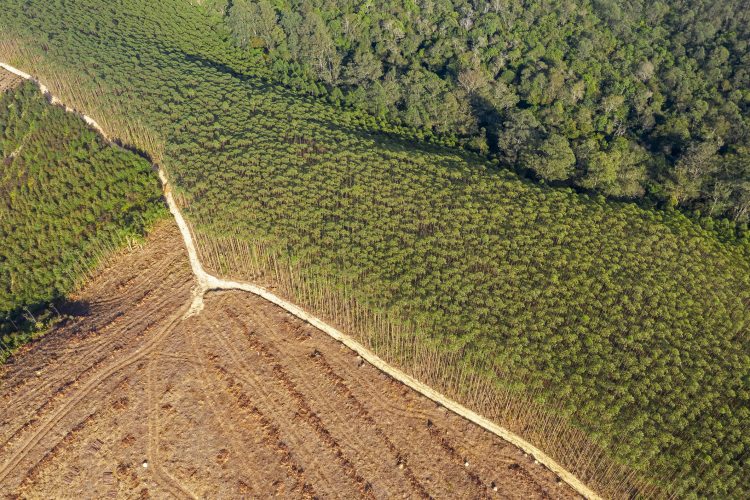 Reforestation farm after pruning, São Paulo, SP, Brazil, seen from above