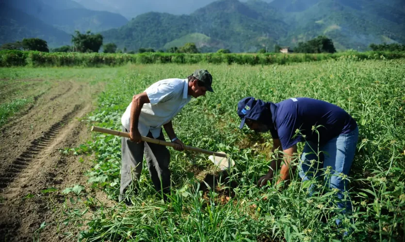 Agriculturafamiliarconcentra77daspropriedadesruraismasrespondeporapenas23daproduonacional_0332135001760944742.webp Agriculturafamiliarconcentra77daspropriedadesruraismasrespondeporapenas23daproduonacional_0332135001760944742.webp