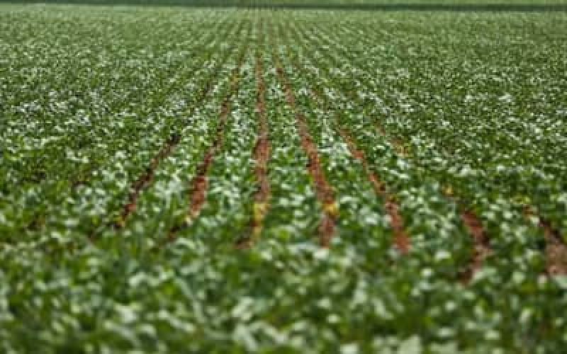 Agriculturagovernopublicapreosmnimosparasafradevero202627_0358491001784102430.jpeg