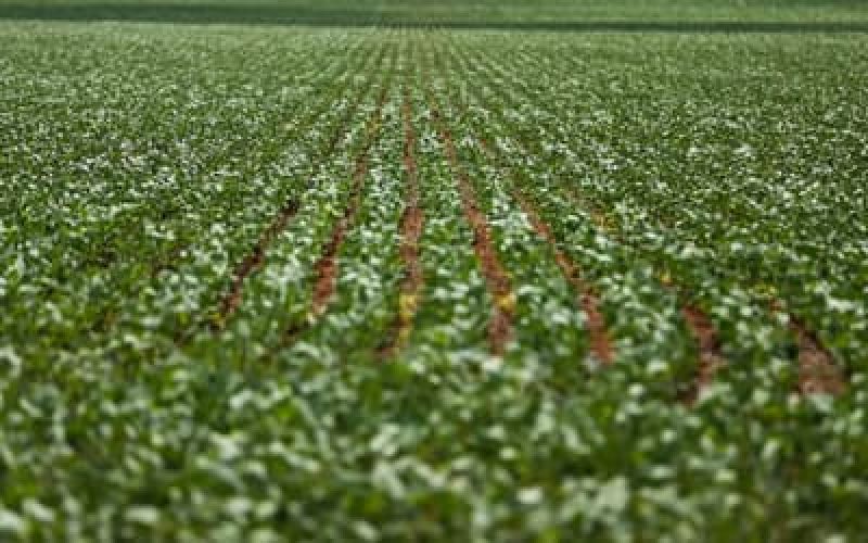 AgronegciosNordesteeCentro-Oestedominamrankingdosmunicpiosmaisdesenvolvidosnaagropecuria_0874198001761203981.jpeg AgronegciosNordesteeCentro-Oestedominamrankingdosmunicpiosmaisdesenvolvidosnaagropecuria_0874198001761203981.jpeg