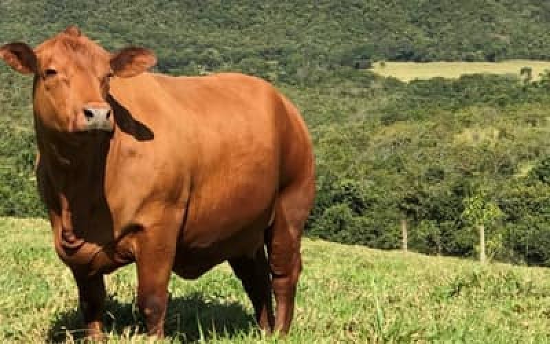 Boigordohojeconfiracotaesparaestasegunda-feira24_0199537001787592863.jpeg