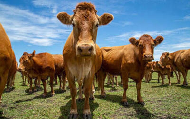 CarnesmantmestabilidadenospreosmassunovivorecuanoSul_0916191001752814143.jpeg CarnesmantmestabilidadenospreosmassunovivorecuanoSul_0916191001752814143.jpeg