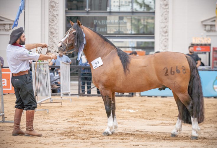 Del Oeste Zorrino - Crédito Fagner Almeida Divulgação