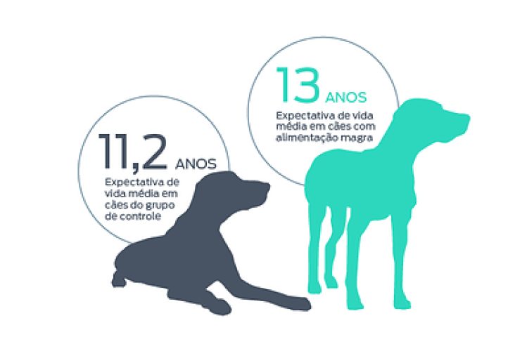 Improving-weight-lifespan-Dogs-POR