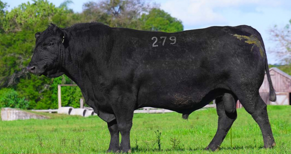 Parceiros Angus Destaque
