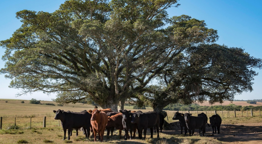 Parte das 800 cabeças de gado Angus da Estância Eulália. Foto Fernando Dias SEAPDR